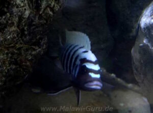 Metriaclima zebra 'Thumbi West'